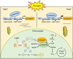 Molecular and physiological mechanisms of heat and drought stress tolerance in maize (Zea mays L.)
